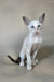 Grand | Oriental Shorthair Kitten