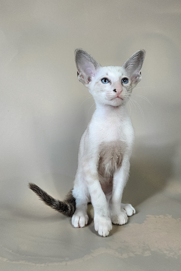 Grand | Oriental Shorthair Kitten