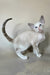 Grand | Oriental Shorthair Kitten