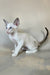 Grand | Oriental Shorthair Kitten