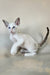 Grand | Oriental Shorthair Kitten