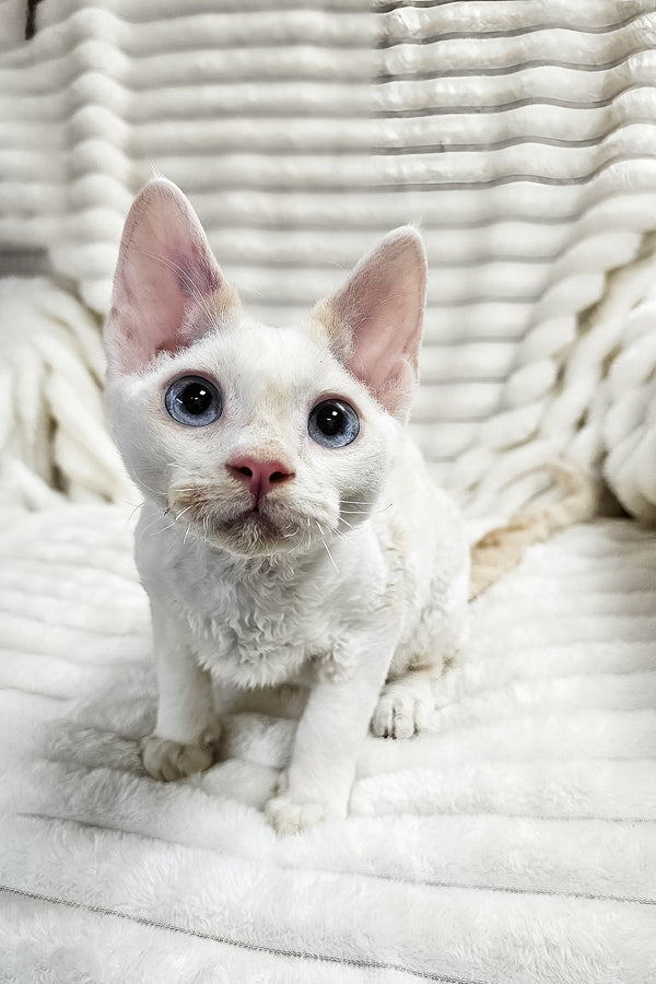 Gregory | Devon Rex Kitten
