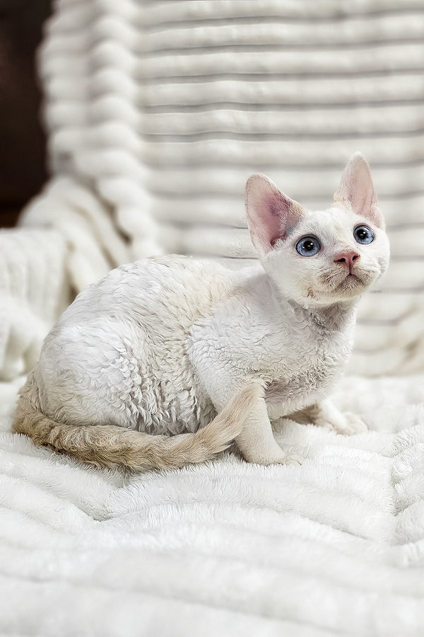 Gregory | Devon Rex Kitten