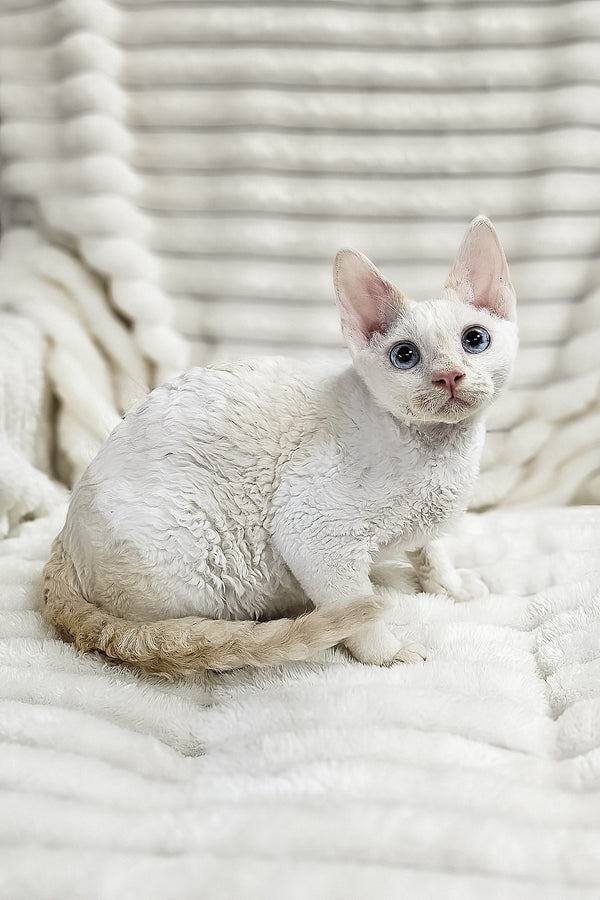 Gregory | Devon Rex Kitten