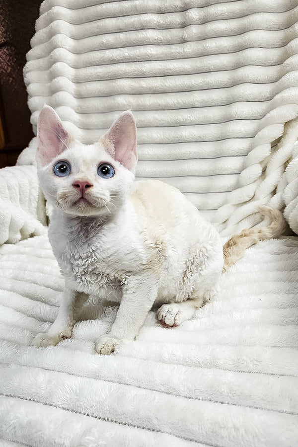 Gregory | Devon Rex Kitten