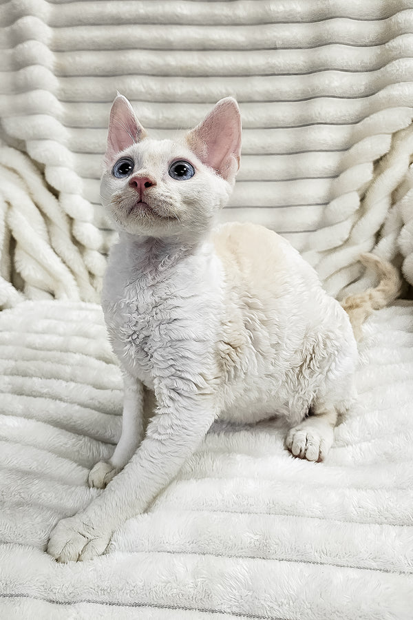 Gregory | Devon Rex Kitten