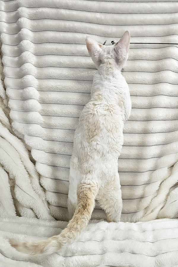 Gregory | Devon Rex Kitten