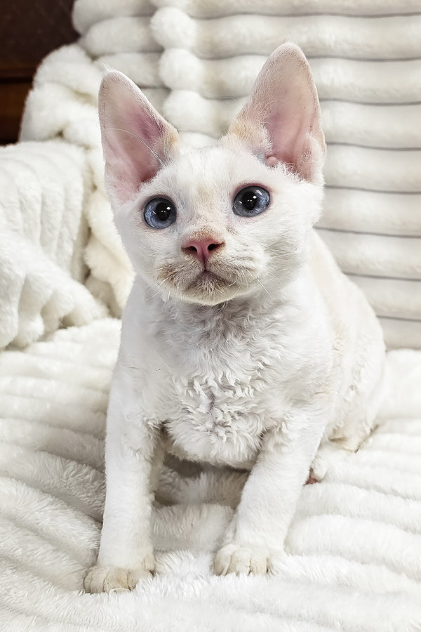 Gregory | Devon Rex Kitten
