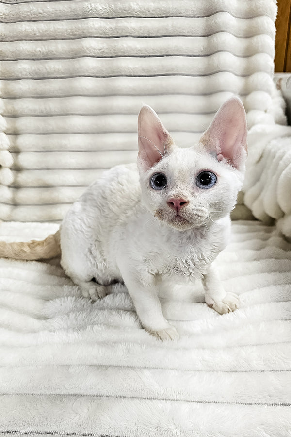 Gregory | Devon Rex Kitten