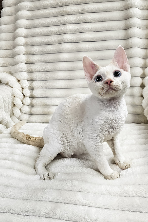 Gregory | Devon Rex Kitten