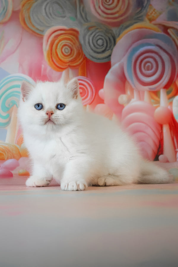 Grey | British Shorthair Kitten