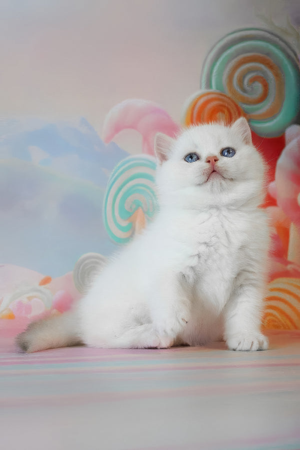 Grey | British Shorthair Kitten