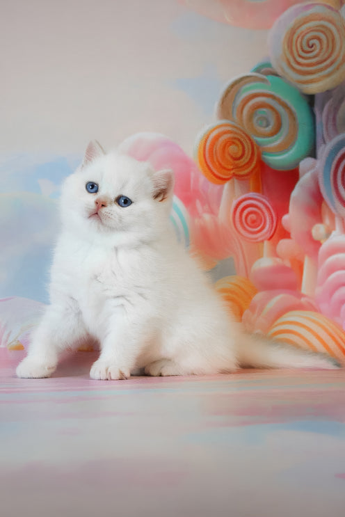 Grey | British Shorthair Kitten