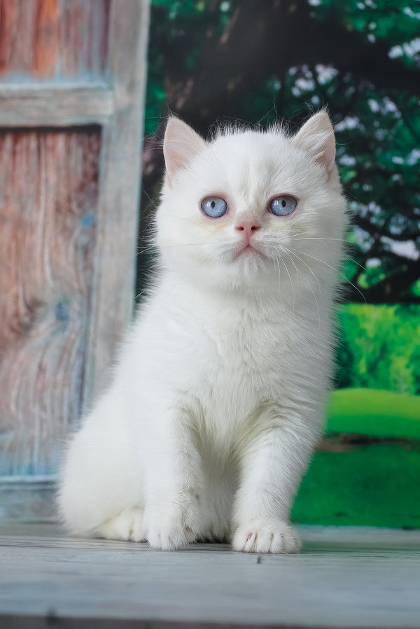 Grey | British Shorthair Kitten