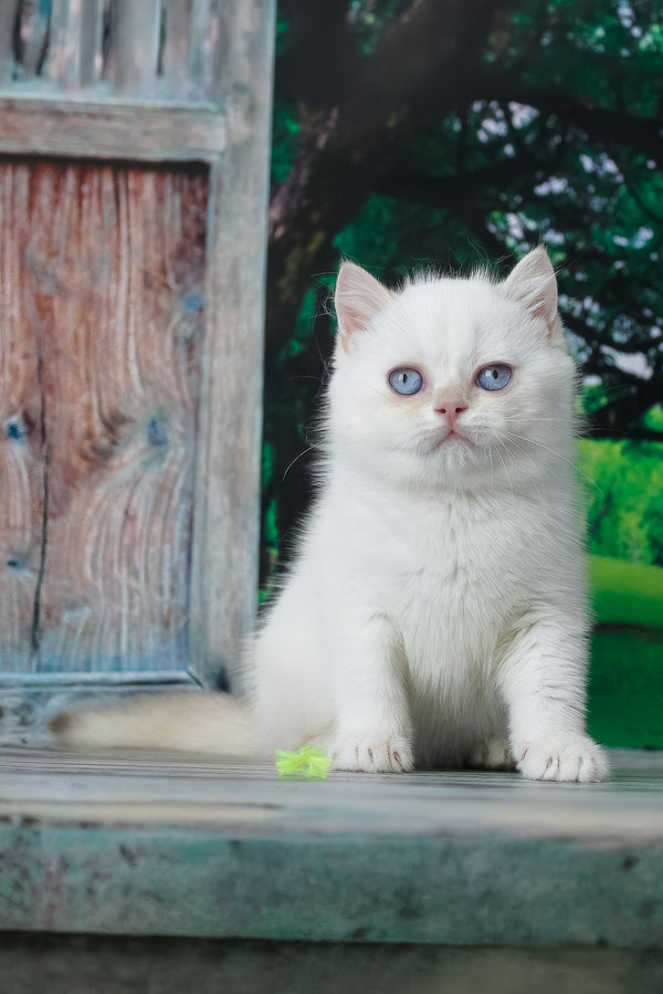 Grey | British Shorthair Kitten