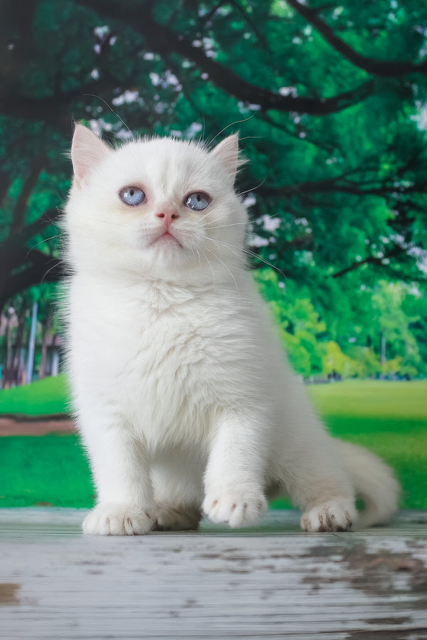 Grey | British Shorthair Kitten
