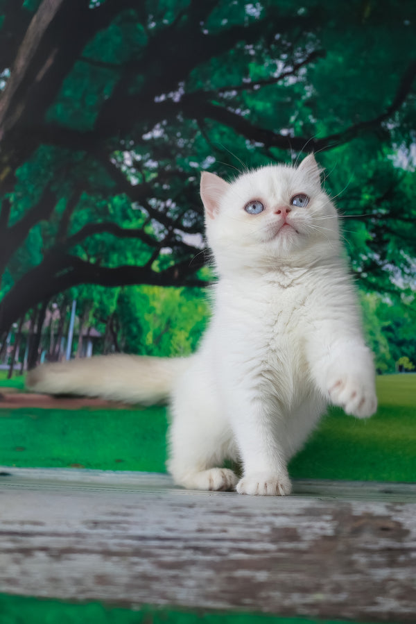 Grey | British Shorthair Kitten