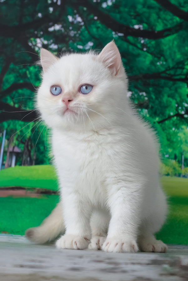 Grey | British Shorthair Kitten