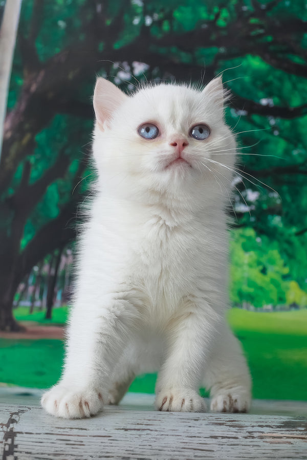 Grey | British Shorthair Kitten