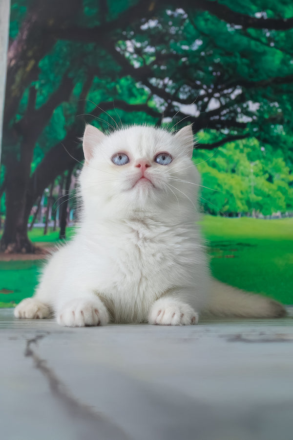 Grey | British Shorthair Kitten