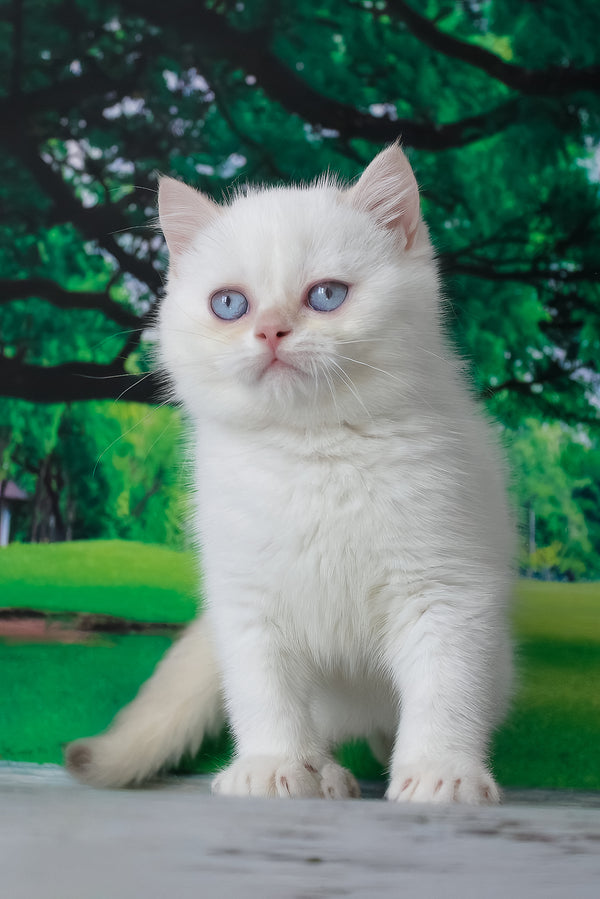 Grey | British Shorthair Kitten