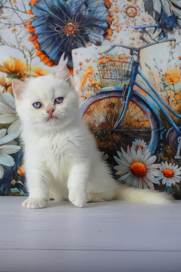 Grey | British Shorthair Kitten
