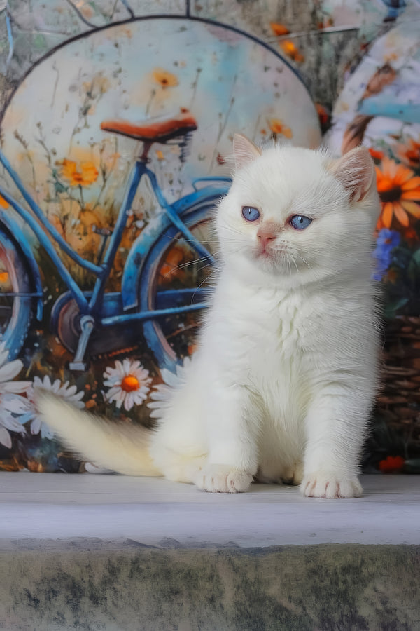 Grey | British Shorthair Kitten