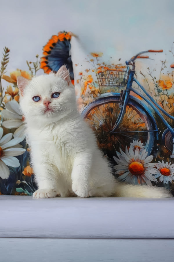 Grey | British Shorthair Kitten