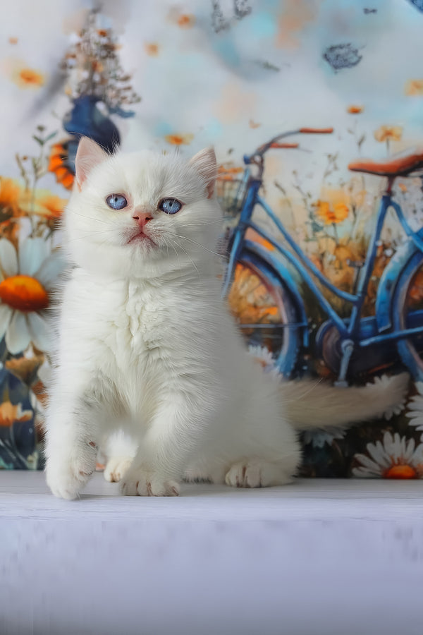 Grey | British Shorthair Kitten