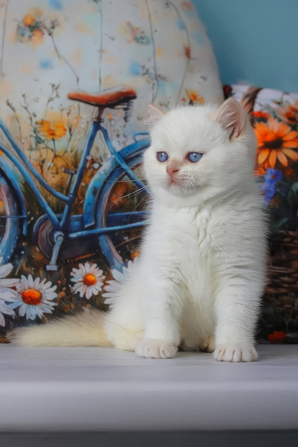 Grey | British Shorthair Kitten