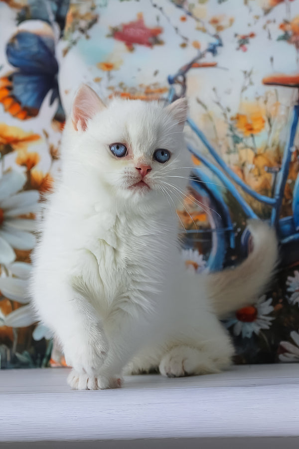 Grey | British Shorthair Kitten