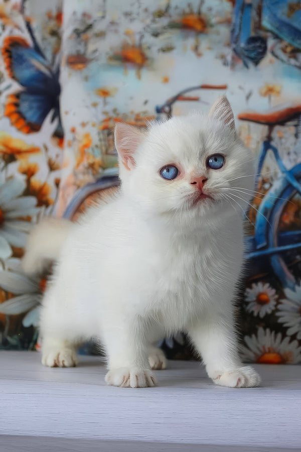 Grey | British Shorthair Kitten