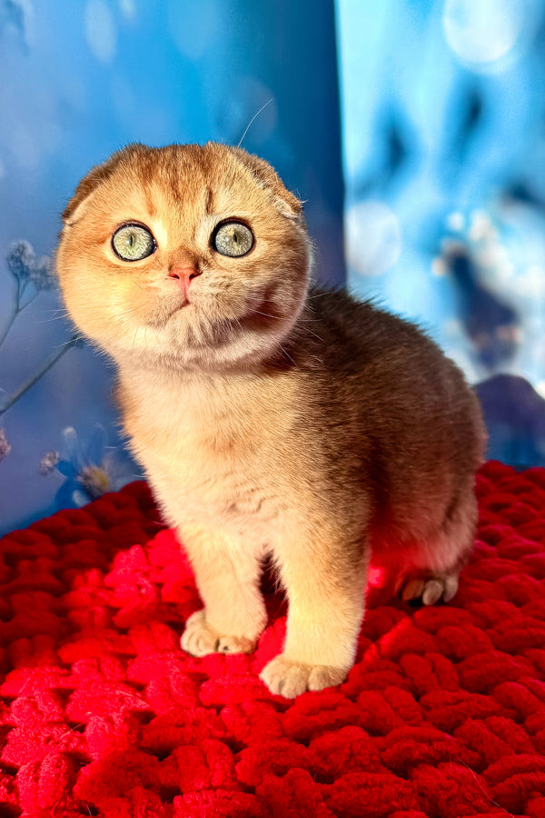 Grusha | Scottish Fold Kitten