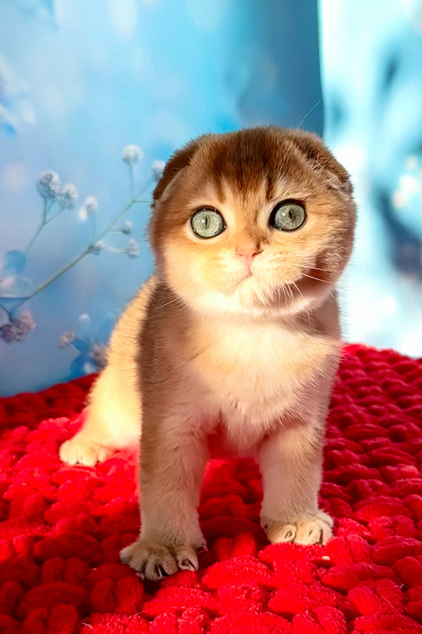 Grusha | Scottish Fold Kitten