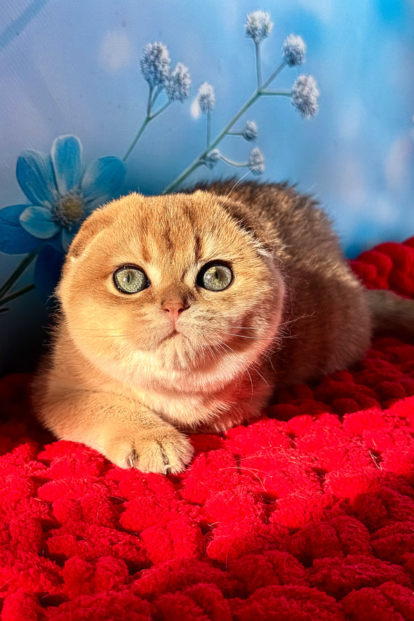 Grusha | Scottish Fold Kitten
