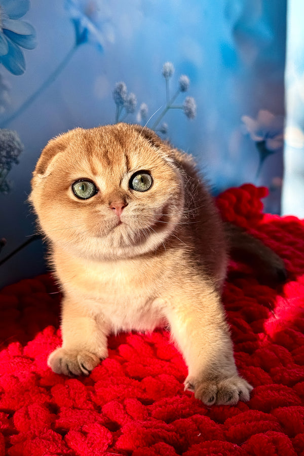 Grusha | Scottish Fold Kitten