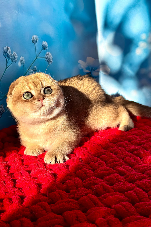 Grusha | Scottish Fold Kitten