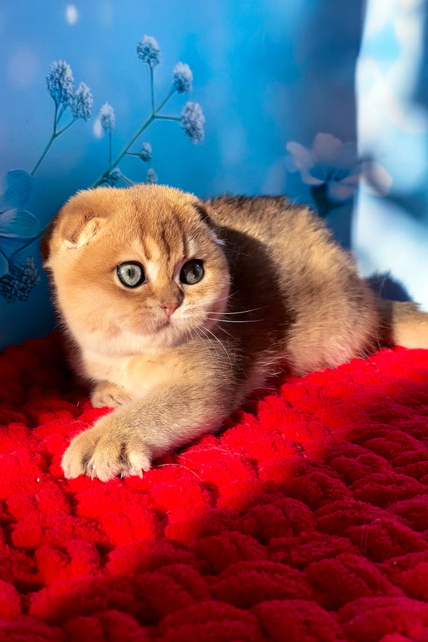 Grusha | Scottish Fold Kitten