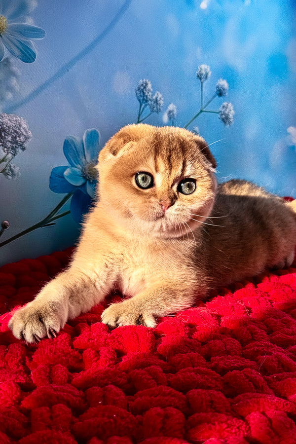 Grusha | Scottish Fold Kitten