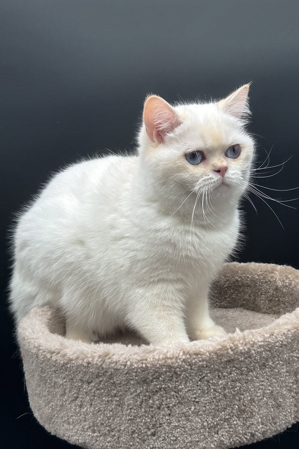 Gucci | British Shorthair Kitten