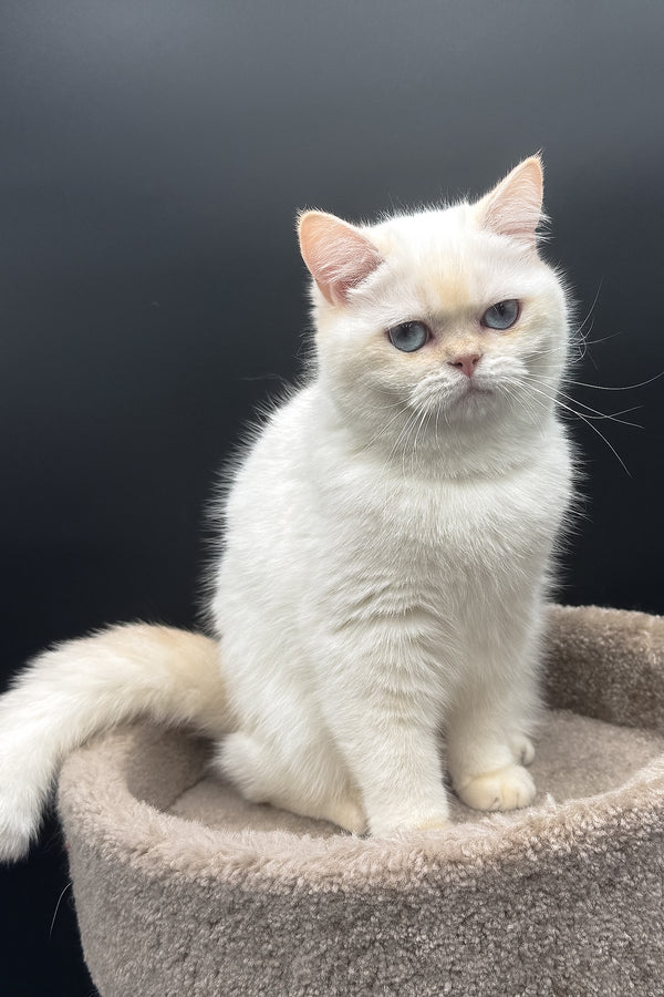 Gucci | British Shorthair Kitten