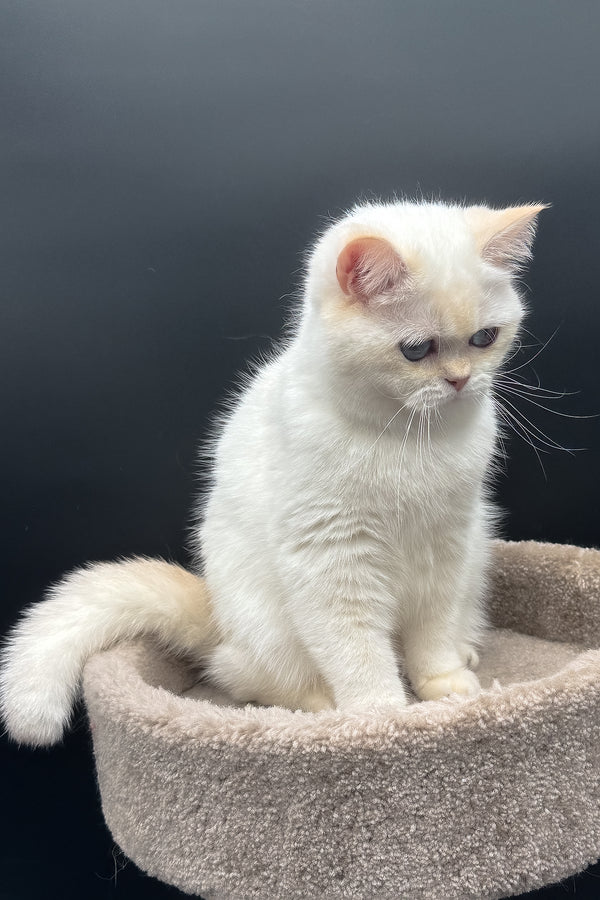 Gucci | British Shorthair Kitten