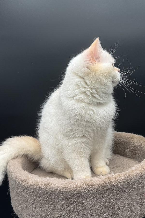 Gucci | British Shorthair Kitten