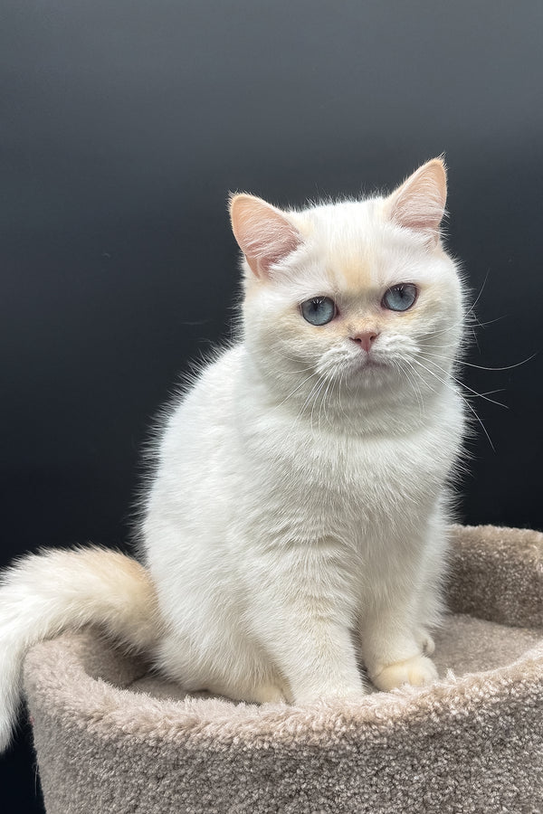 Gucci | British Shorthair Kitten
