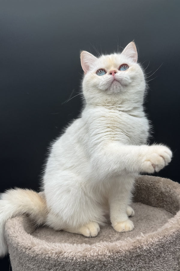 Gucci | British Shorthair Kitten