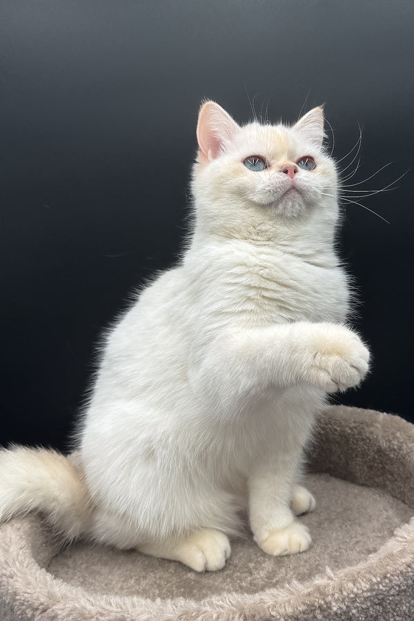 Gucci | British Shorthair Kitten
