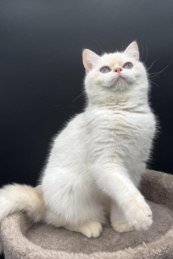 Gucci | British Shorthair Kitten