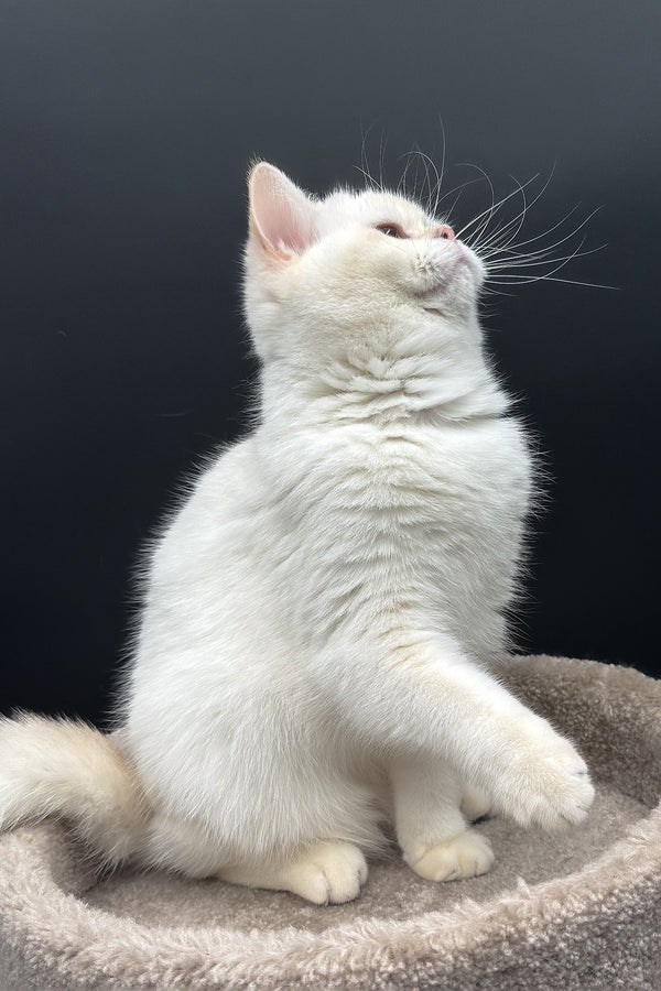 Gucci | British Shorthair Kitten