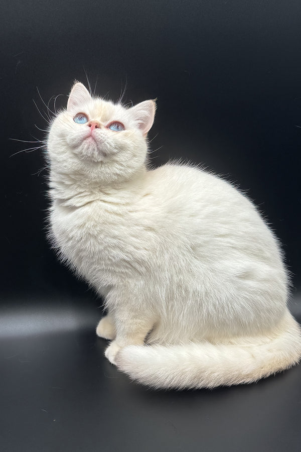 Gucci | British Shorthair Kitten