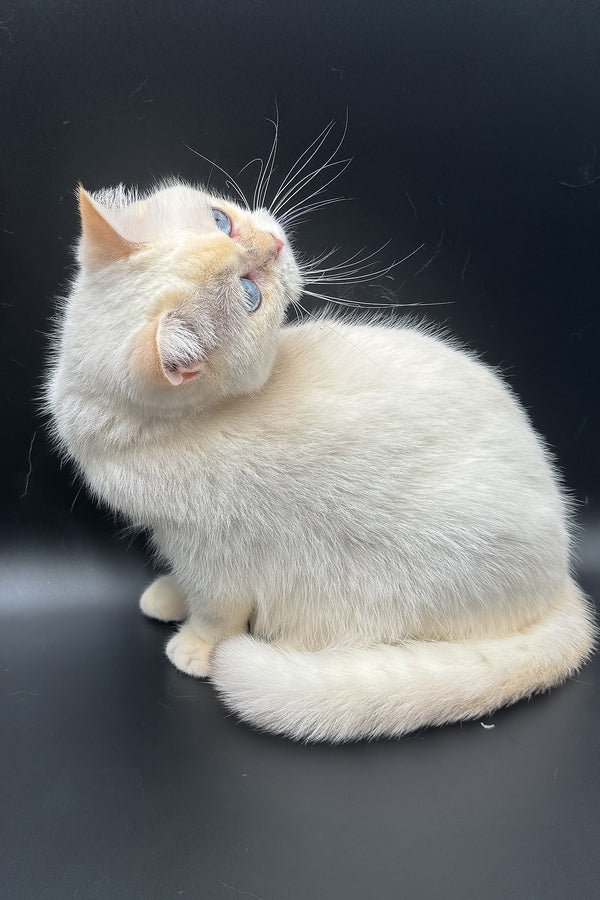 Gucci | British Shorthair Kitten